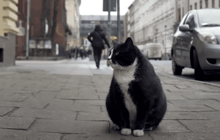 Fat-cat becomes city’s top-rated tourist attraction – with purrfect 5-star rating Fat-cat becomes city’s top-rated tourist attraction – with purrfect 5-star rating