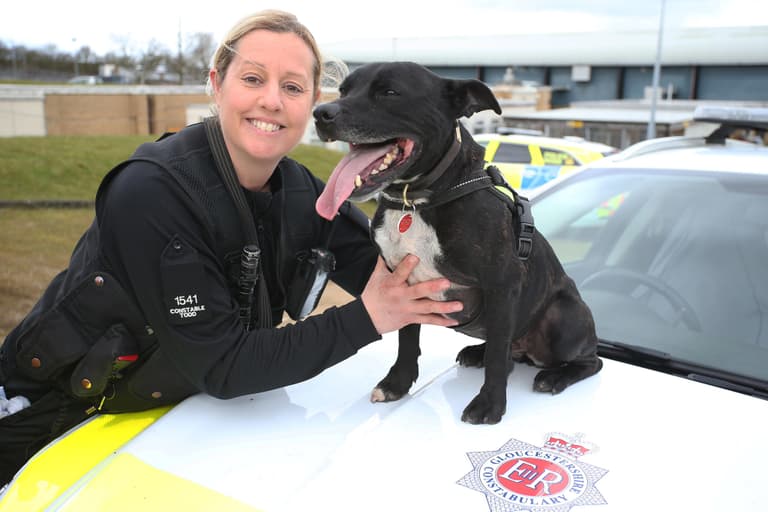 Retired police dog named as country’s top hero dog at Crufts Retired police dog named as country’s top hero dog at Crufts