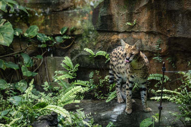 Zookeepers say they have real-life sequel to ‘Cocaine Bear’ after leopard is spotted in a tree Zookeepers say they have real-life sequel to ‘Cocaine Bear’ after leopard is spotted in a tree