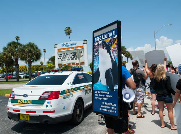 Orca to be set free after spending past 50 years in Miami aquarium Orca to be set free after spending past 50 years in Miami aquarium