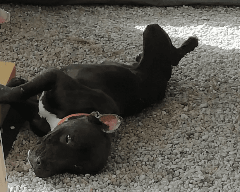 Grandma mauled to death by pit bull she rescued after finding it living on the street