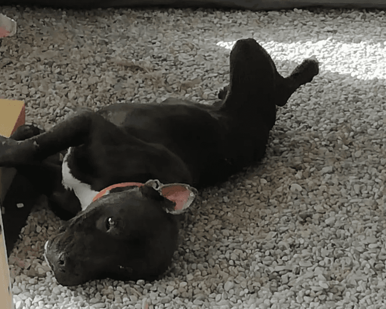 Grandma mauled to death by pit bull she rescued after finding it living on the street Grandma mauled to death by pit bull she rescued after finding it living on the street
