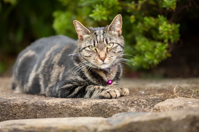 Cat owners face £500 fine under new law Cat owners face £500 fine under new law