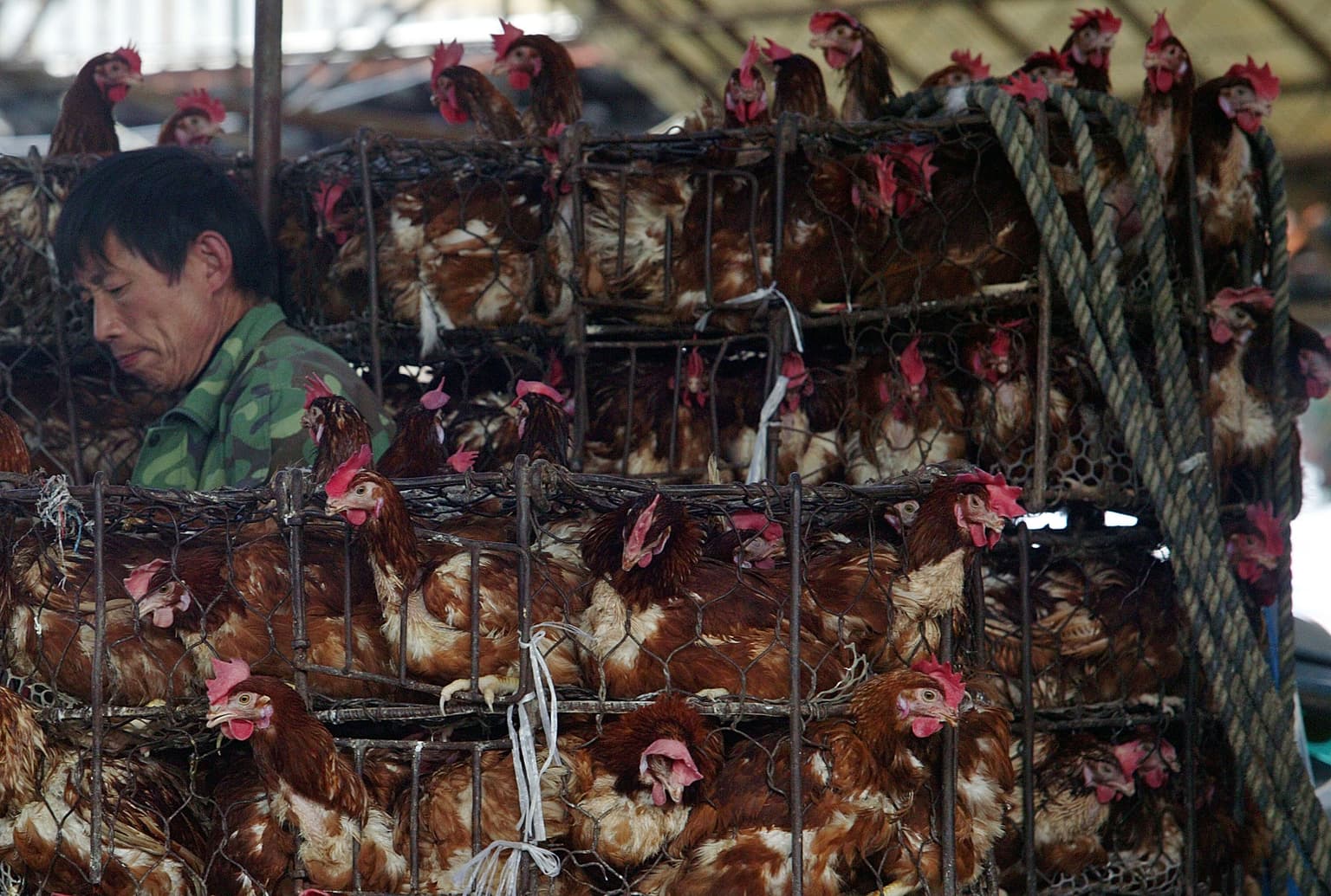 First human death from H3N8 bird flu recorded in China