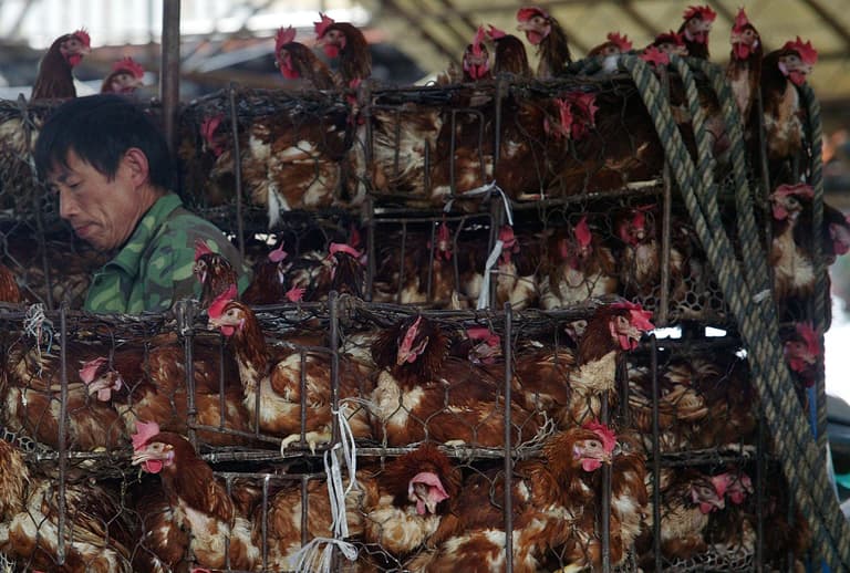 First human death from H3N8 bird flu recorded in China First human death from H3N8 bird flu recorded in China