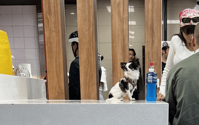 McDonald’s customers spark fury after letting dog sit on table in restaurant