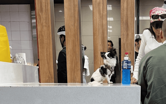 McDonald’s customers spark fury after letting dog sit on table in restaurant McDonald’s customers spark fury after letting dog sit on table in restaurant