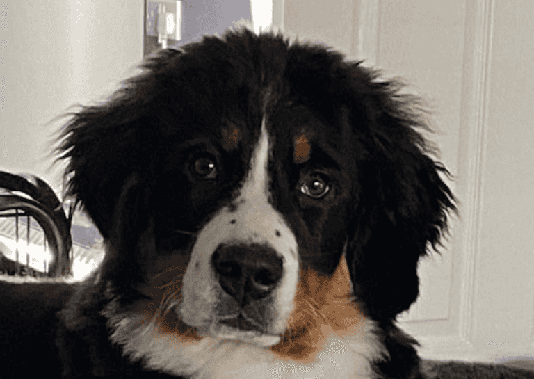 Dog nearly dies after eating owner’s hot cross bun Dog nearly dies after eating owner’s hot cross bun