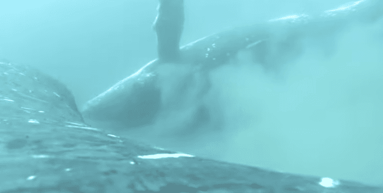 Humpback whales enjoy ‘spa’ time together on the ocean floor Humpback whales enjoy ‘spa’ time together on the ocean floor
