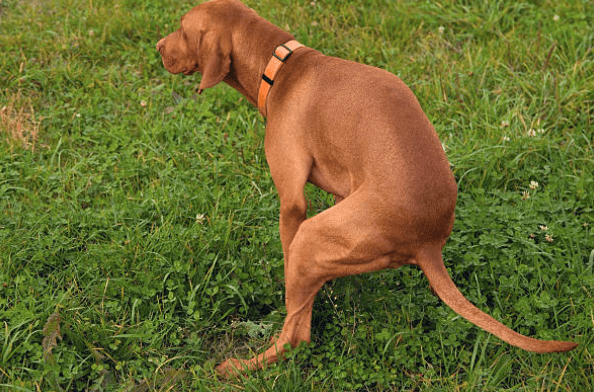 Dog owner fined £750 for allowing pet to poo in his own garden Dog owner fined £750 for allowing pet to poo in his own garden