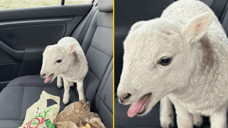 Police pull over driver and find £10,000 of heroin and cocaine, a lamb and a bag of chips Police pull over driver and find £10,000 of heroin and cocaine, a lamb and a bag of chips