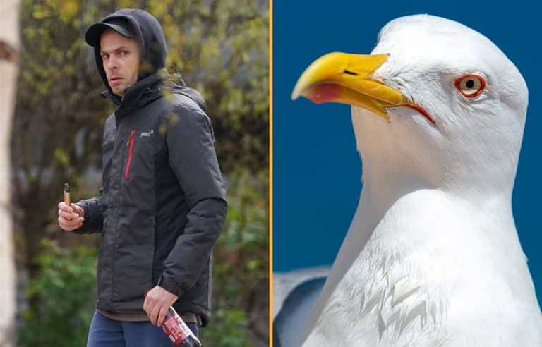 Sunderland man who abused seagull due to be sentenced Sunderland man who abused seagull due to be sentenced