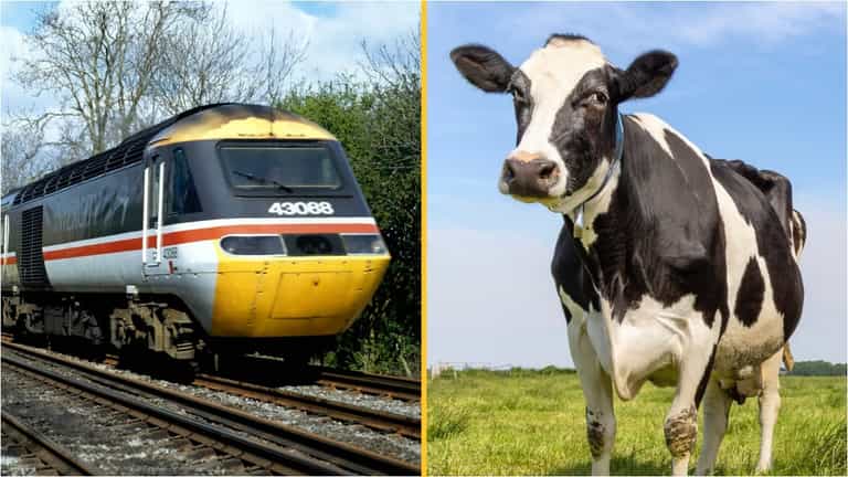 Man killed by cow after it was hit by train and flung 100ft while he was urinating Man killed by cow after it was hit by train and flung 100ft while he was urinating