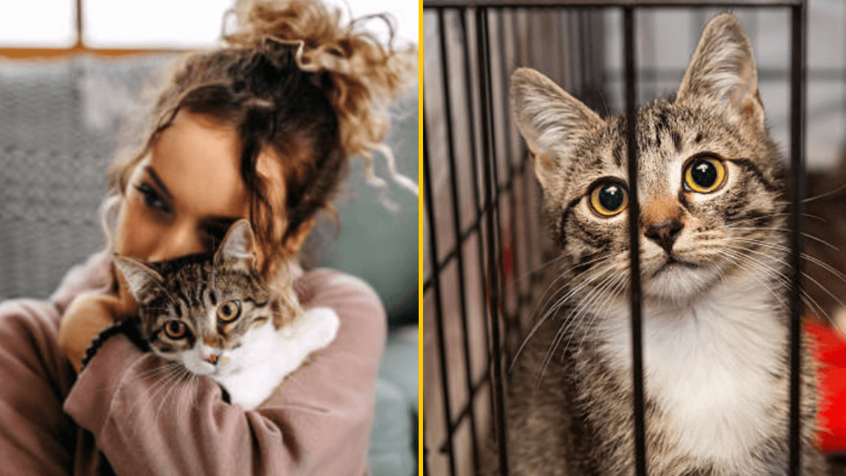 ‘My husband gave my cat away to a shelter without my permission – now I’m filling for divorce’
