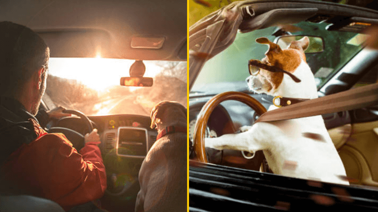 Driver tried to switch seats with his dog to avoid DUI arrest Driver tried to switch seats with his dog to avoid DUI arrest