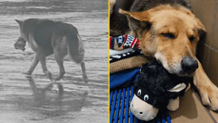 German Shepherd spotted alone in the rain clutching toy is finally rescued German Shepherd spotted alone in the rain clutching toy is finally rescued