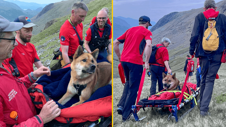 Mountain rescue sent up Scafell Pike to stretcher dog ‘too tired’ to walk down Mountain rescue sent up Scafell Pike to stretcher dog ‘too tired’ to walk down
