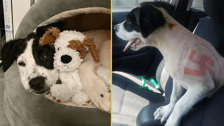 Puppy found with swastikas and ‘don’t feed this f****** dog’ drawn all over her body Puppy found with swastikas and ‘don’t feed this f****** dog’ drawn all over her body