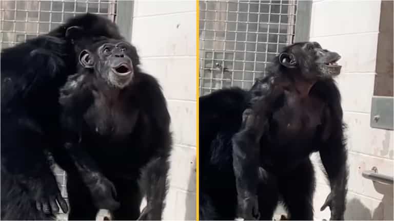 Heartwarming footage shows moment chimp gazes in awe at open sky Heartwarming footage shows moment chimp gazes in awe at open sky