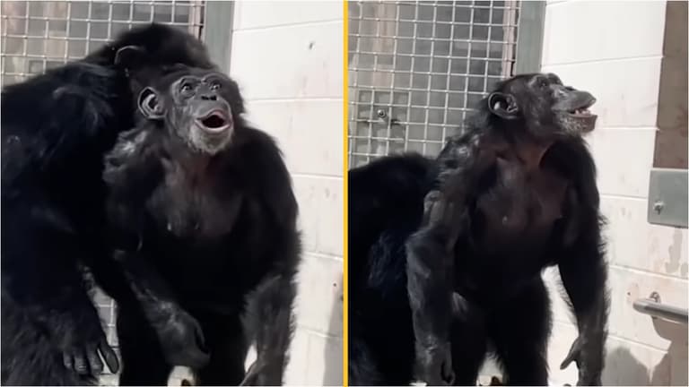 Heartwarming footage shows moment chimp gazes in awe at open sky Heartwarming footage shows moment chimp gazes in awe at open sky