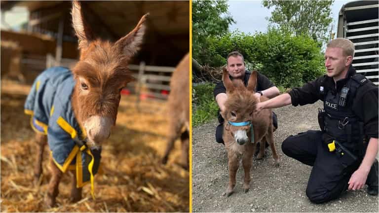 Stolen baby donkey found and reunited with her mum Stolen baby donkey found and reunited with her mum