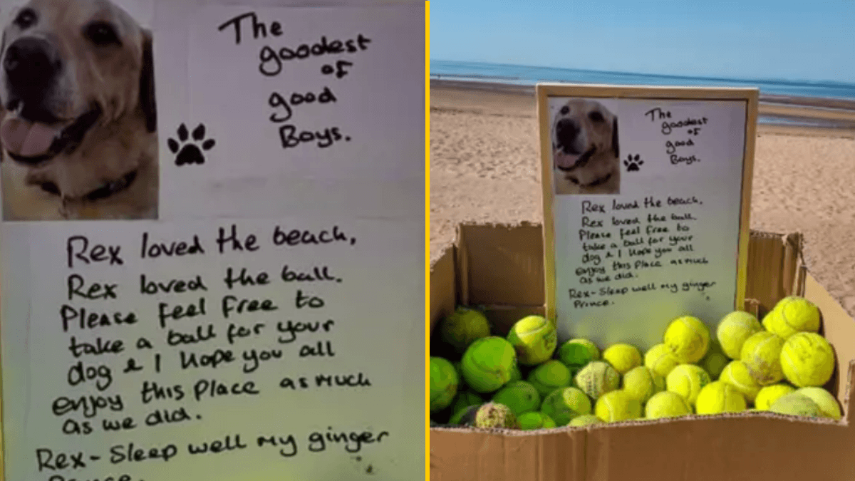 Free tennis balls left on beach to honour the ‘goodest of good boys’