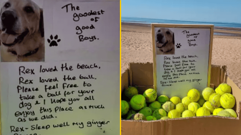 Free tennis balls left on beach to honour the ‘goodest of good boys’ Free tennis balls left on beach to honour the ‘goodest of good boys’