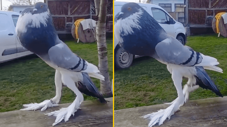 ‘Mutant pigeon’ with giant feet is leaving people seriously disturbed ‘Mutant pigeon’ with giant feet is leaving people seriously disturbed