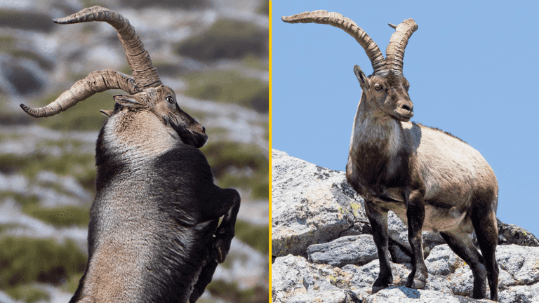 Wild goat pushes female hiker, 64, off cliff in Spain – then knocks her friend unconscious Wild goat pushes female hiker, 64, off cliff in Spain – then knocks her friend unconscious