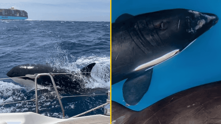 This is why White Gladis the orca has started a killer whale uprising and won’t stop sinking boats This is why White Gladis the orca has started a killer whale uprising and won’t stop sinking boats