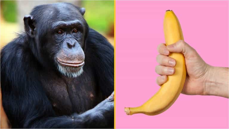 Origins of masturbation date back 40 million years, according to new research Origins of masturbation date back 40 million years, according to new research