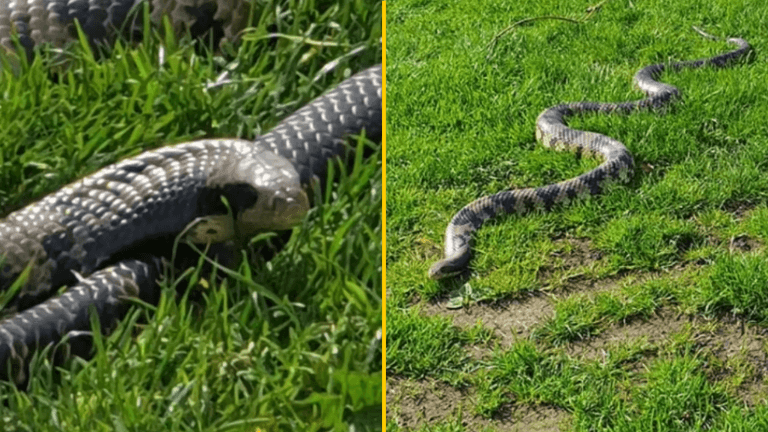 Man sparks debate after taking 20 snakes to sunbathe in local park Man sparks debate after taking 20 snakes to sunbathe in local park