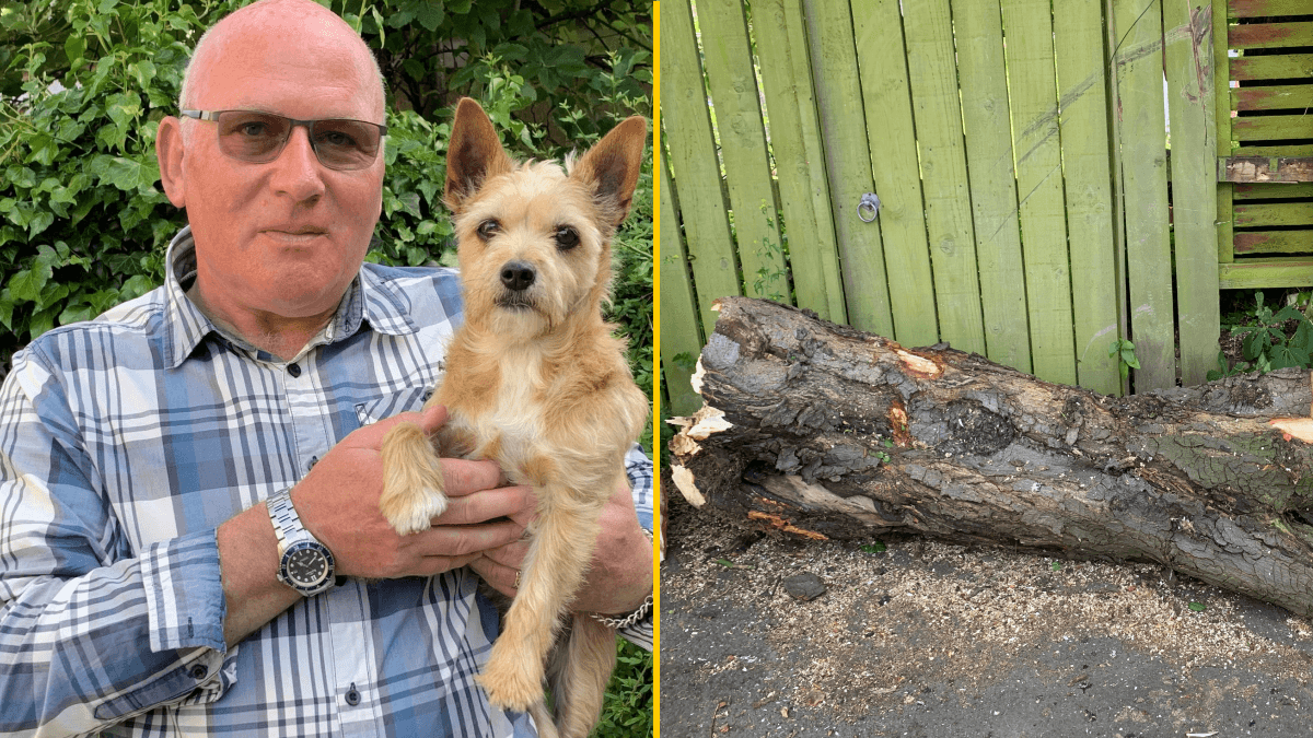 ‘I was crushed by a tree and survived after my beloved dog dug me free’