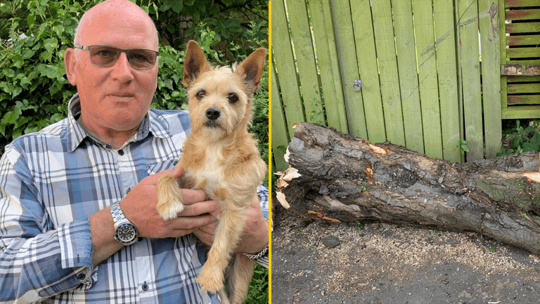 ‘I was crushed by a tree and survived after my beloved dog dug me free’ ‘I was crushed by a tree and survived after my beloved dog dug me free’
