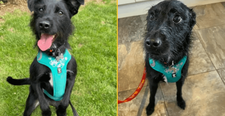 Owner wanted dog putting down ‘because he barks’ Owner wanted dog putting down ‘because he barks’