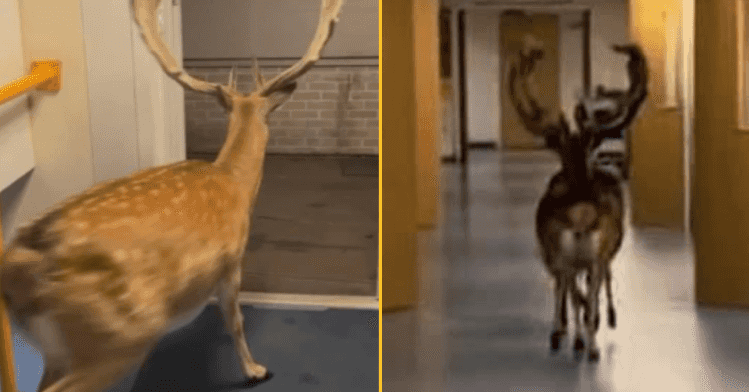 Deer spotted roaming corridors of hospital ward Deer spotted roaming corridors of hospital ward