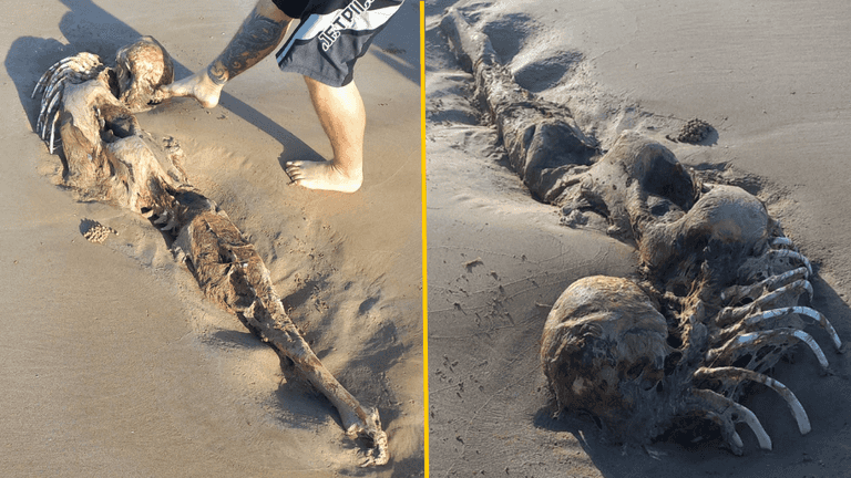Mystery over ‘alien-like remains’ found on popular beach Mystery over ‘alien-like remains’ found on popular beach