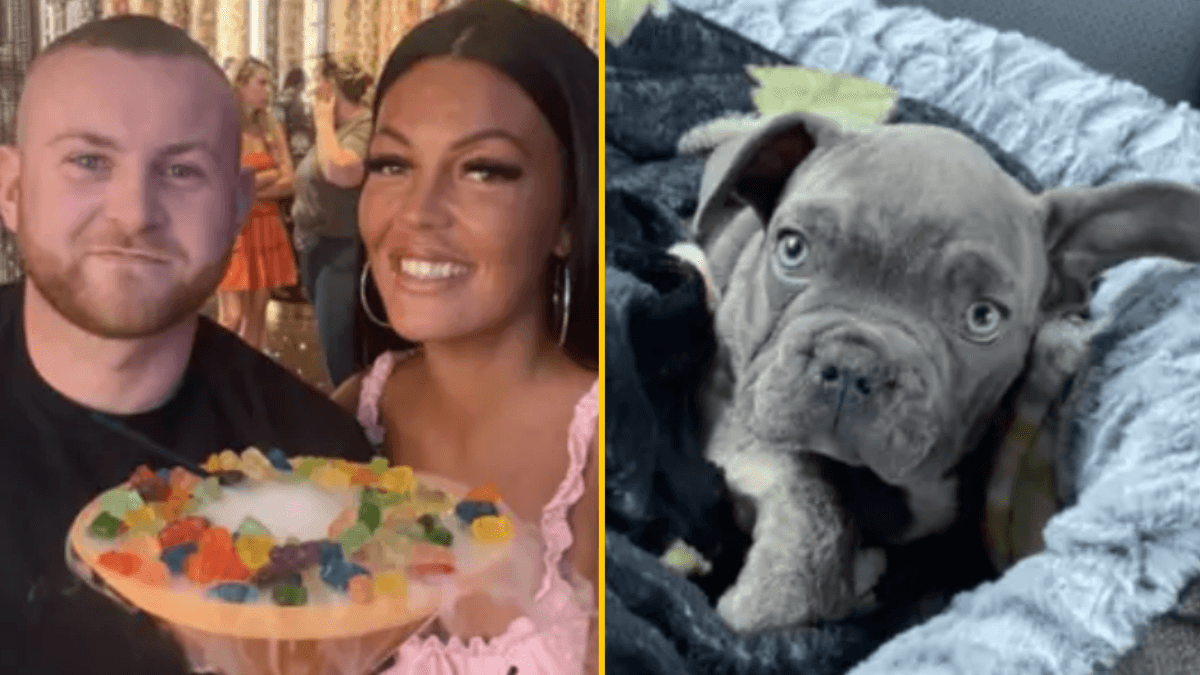 Family devastated after their dog was cremated by the kennel they left him in