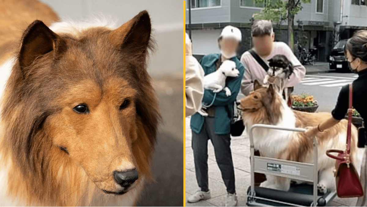 Man who paid £12,000 to transform into a dog says he’s ‘sad’ about receiving online abuse