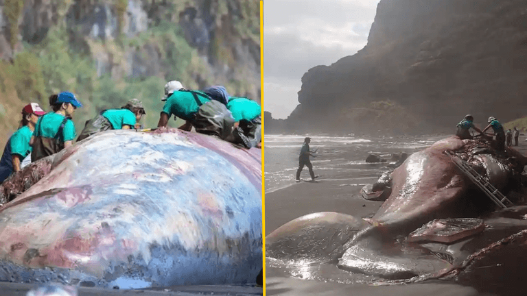 $500,000 chunk of ‘floating gold’ found in dead whale $500,000 chunk of ‘floating gold’ found in dead whale