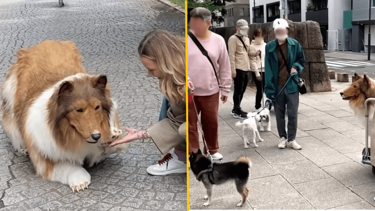 Man who spent £12k to become a dog terrifies real dogs in the street