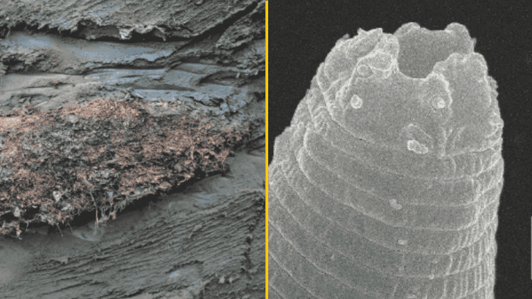 Scientists have resurrected a 46,000-year-old parasite frozen in Siberian permafrost Scientists have resurrected a 46,000-year-old parasite frozen in Siberian permafrost