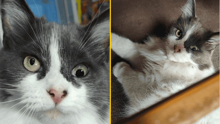 Cat with ‘quirky’ features is still searching for her forever home as no one will adopt her Cat with ‘quirky’ features is still searching for her forever home as no one will adopt her
