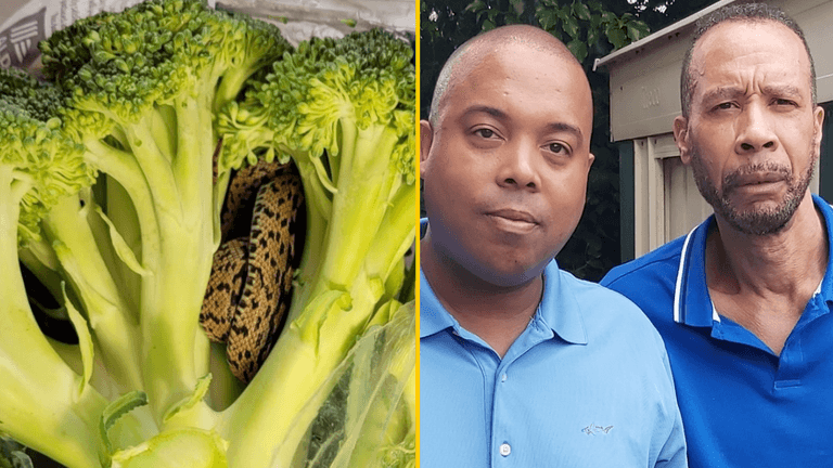 Grandad finds snake in his Aldi broccoli Grandad finds snake in his Aldi broccoli