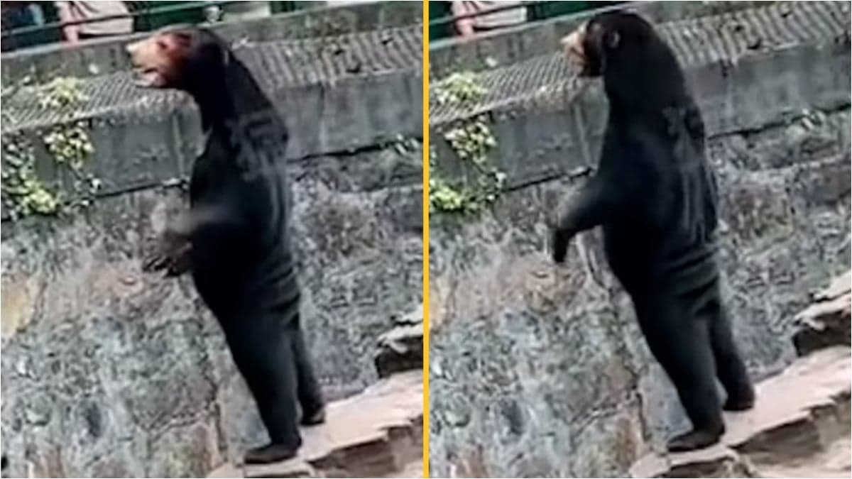 Zoo denies claims star attraction is ‘human in a bear suit’
