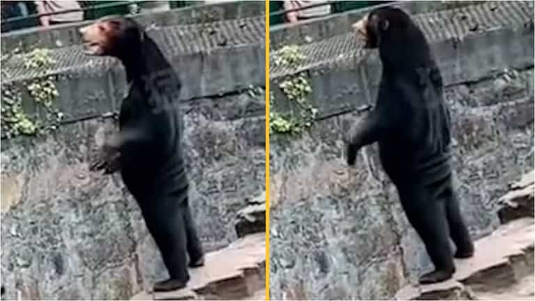 Zoo denies claims star attraction is ‘human in a bear suit’ Zoo denies claims star attraction is ‘human in a bear suit’
