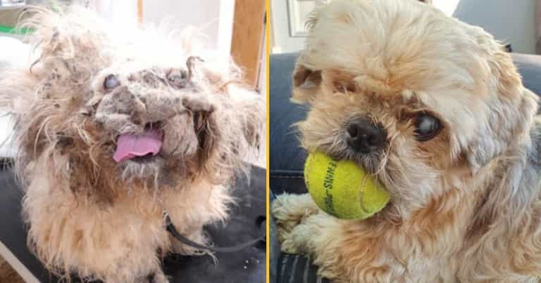 Deaf and blind dog dumped by canal makes miracle recovery Deaf and blind dog dumped by canal makes miracle recovery