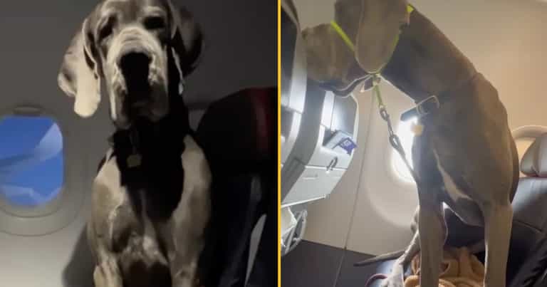 Dog owner has to pay for three seats so Great Dane can travel with him Dog owner has to pay for three seats so Great Dane can travel with him