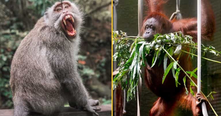 Monkey with knife causes chaos in Chester Zoo Monkey with knife causes chaos in Chester Zoo