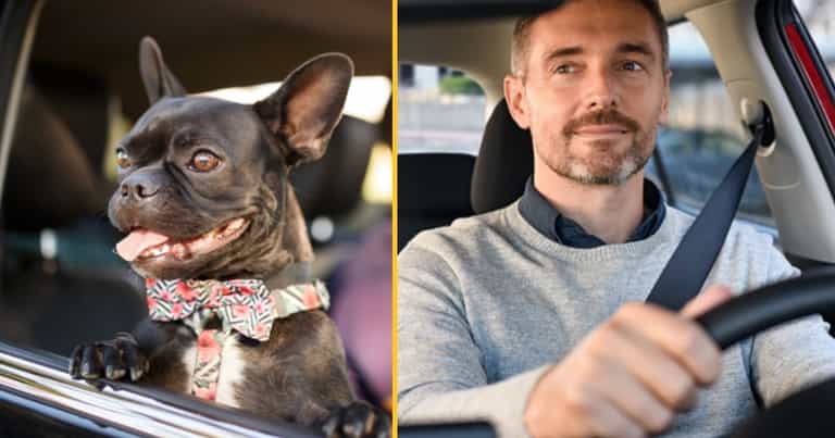 Drivers face £5,000 fine for chauffeuring pets in unusual law Drivers face £5,000 fine for chauffeuring pets in unusual law